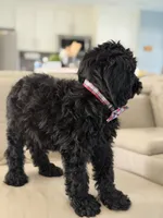 Ames- F1b Standard , a male Goldendoodle for sale in Frostproof, FL – 7 of 10