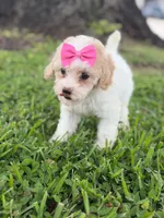 Daisy- F1bb Mini , a female Goldendoodle for sale in Frostproof, FL – 7 of 10