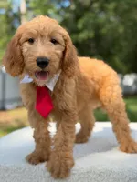 Aiden- F1 Mini, a male Goldendoodle for sale in Frostproof, FL – 8 of 10