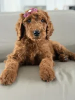Monaco- F1b Standard , a female Goldendoodle for sale in Frostproof, FL – 8 of 10