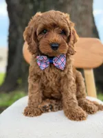 Scooby- F1b Toy , a male Goldendoodle for sale in Frostproof, FL – 6 of 10