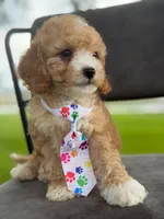 Oliver- F1bb Mini , a male Goldendoodle for sale in Frostproof, FL – 8 of 10