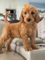 Lilah- F1b Medium, a female Goldendoodle for sale in Frostproof, FL – 6 of 10