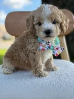 Jace- F1bb Toy, a male Goldendoodle for sale in Frostproof, FL – 10 of 10