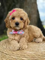 Daisy- F1b Toy, a female Goldendoodle for sale in Frostproof, FL – 7 of 10