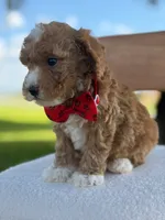 Jaxon- F1bb Toy , a male Goldendoodle for sale in Frostproof, FL – 7 of 10