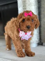 Jasmine- F1b Mini , a female Goldendoodle for sale in Frostproof, FL – 5 of 10