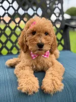 Lennon- F1b Medium , a female Goldendoodle for sale in Frostproof, FL – 4 of 10