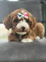 Winnie- F1bb Mini , a female Goldendoodle for sale in Frostproof, FL – 8 of 10