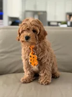 Jax- F1b Mini , a male Goldendoodle for sale in Frostproof, FL – 9 of 10