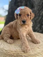 Lennon- F1b Medium , a female Goldendoodle for sale in Frostproof, FL – 10 of 10