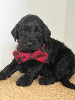 Ames- F1b Standard , a male Goldendoodle for sale in Frostproof, FL – 10 of 10