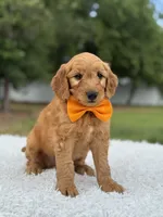 Apollo- F1 mini, a male Goldendoodle for sale in Frostproof, FL – 5 of 10