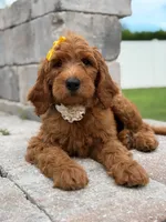 Eloise- F1b Medium , a female Goldendoodle for sale in Frostproof, FL – 10 of 10
