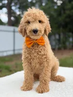 Ryder- F1b Medium , a male Goldendoodle for sale in Frostproof, FL – 8 of 10