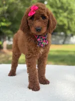 Camille- F1b Standard , a female Goldendoodle for sale in Frostproof, FL – 3 of 10