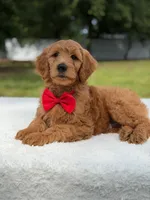 Winston- F1b Medium, a male Goldendoodle for sale in Frostproof, FL – 5 of 10
