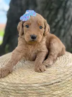 Lilah- F1b Medium, a female Goldendoodle for sale in Frostproof, FL – 4 of 10