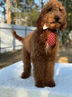 Rio- F1b Medium, a male Goldendoodle for sale in Frostproof, FL – Photo 2 of 7