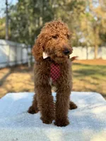 Rio- F1b Medium, a male Goldendoodle for sale in Frostproof, FL – Photo 3 of 7