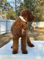 Rio- F1b Medium, a male Goldendoodle for sale in Frostproof, FL – Photo 4 of 7