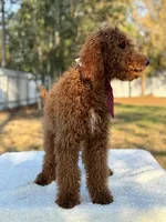 Rio- F1b Medium, a male Goldendoodle for sale in Frostproof, FL – Photo 7 of 7