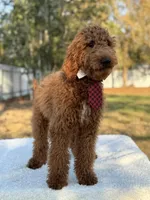 Rio- F1b Medium, a male Goldendoodle for sale in Frostproof, FL – Photo 1 of 7
