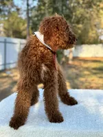 Rio- F1b Medium, a male Goldendoodle for sale in Frostproof, FL – Photo 5 of 7