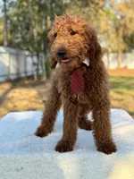 Rio- F1b Medium, a male Goldendoodle for sale in Frostproof, FL – Photo 6 of 7