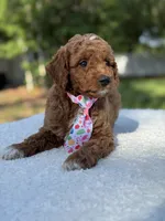 Teddy- F1b Mini , a male Goldendoodle for sale in Frostproof, FL – 2 of 10