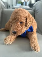 Shiloh- F1b Standard , a male Goldendoodle for sale in Frostproof, FL – 5 of 8