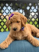 Dolly- F1b Medium , a female Goldendoodle for sale in Frostproof, FL – 8 of 10