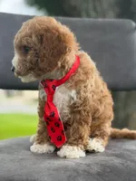 Bentley- F1bb Mini , a male Goldendoodle for sale in Frostproof, FL – 4 of 10