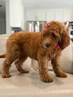 Everly- F1b Medium, a female Goldendoodle for sale in Frostproof, FL – 10 of 10