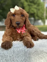 Cupcake- F1b Standard , a female Goldendoodle for sale in Frostproof, FL – 8 of 10