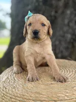 London- F1b Medium , a female Goldendoodle for sale in Frostproof, FL – 5 of 10