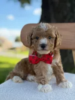 Jaxon- F1bb Toy , a male Goldendoodle for sale in Frostproof, FL – 3 of 10