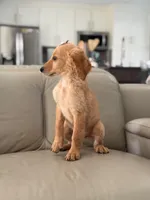 London- F1b Medium , a female Goldendoodle for sale in Frostproof, FL – 8 of 10
