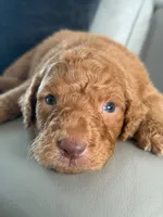 Solomon- F1b Standard , a male Goldendoodle for sale in Frostproof, FL – 7 of 10