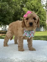 Trinity- F1b Mini , a female Goldendoodle for sale in Frostproof, FL – 3 of 10