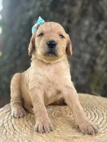 London- F1b Medium , a female Goldendoodle for sale in Frostproof, FL – 6 of 10