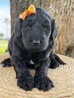 Adore- F1b Standard , a female Goldendoodle for sale in Frostproof, FL – 5 of 10