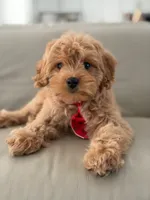Jet- F1b Mini , a male Goldendoodle for sale in Frostproof, FL – 5 of 10