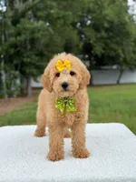 River- F1b Medium , a female Goldendoodle for sale in Frostproof, FL – 3 of 10