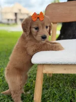 Annabelle- F1 Standard 💜, a female Goldendoodle for sale in Frostproof, FL – 2 of 10