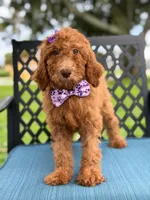 Summer- F1b Standard , a female Goldendoodle for sale in Frostproof, FL – 2 of 8