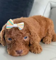 Sabrina- F1b Standard , a female Goldendoodle for sale in Frostproof, FL – 10 of 10
