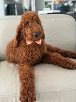 Griffin- F1b Standard , a male Goldendoodle for sale in Frostproof, FL – 5 of 10