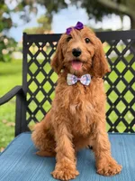 Savannah- F1b Standard , a female Goldendoodle for sale in Frostproof, FL – 3 of 10