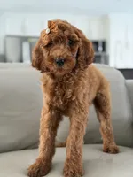 Capri- F1b Standard , a female Goldendoodle for sale in Frostproof, FL – 4 of 10